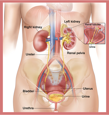 General Urology